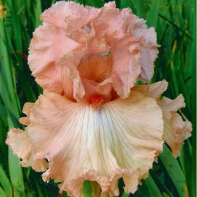 Social Blush